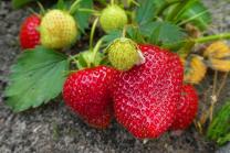 image strawberries4235410_1920.jpg (0.6MB)
Lien vers: https://cooptic.be/ferme/elisabeth/?NosR%C3%A9unions/download&file=PV_09012020.docx