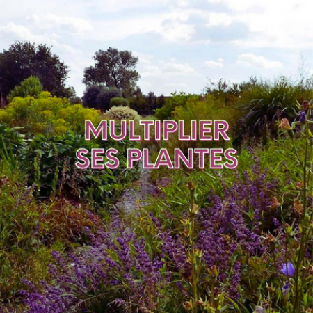 Atelier sur la multiplication des plantes